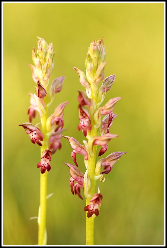 Anacamptis coriophora subsp. fragrans
