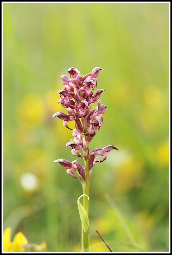 Anacamptis coriophora subsp. fragrans