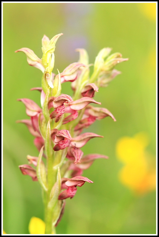 Anacamptis coriophora subsp. fragrans
