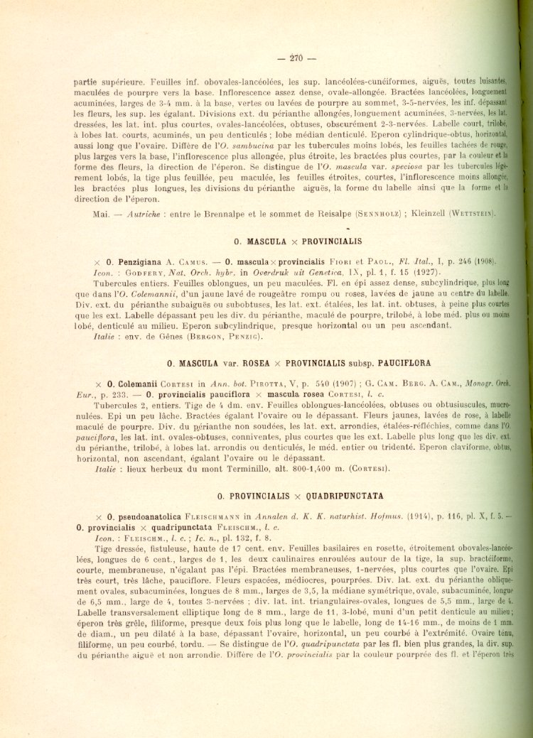 Orchis mascula e suo ibrido