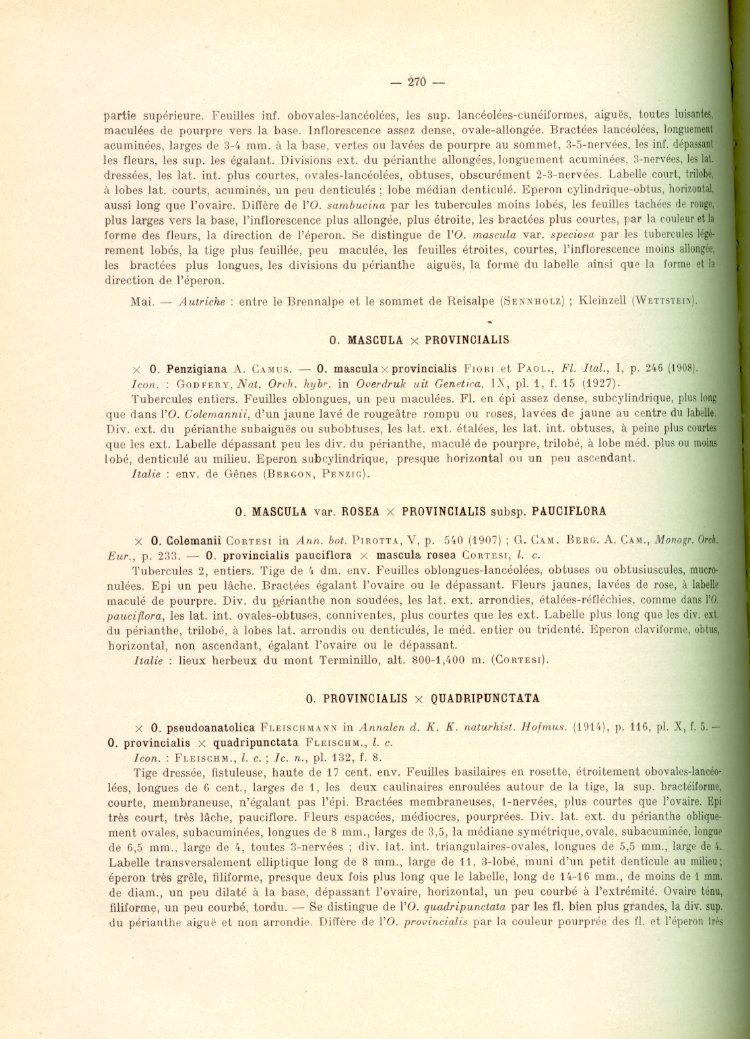 Orchis mascula e suo ibrido