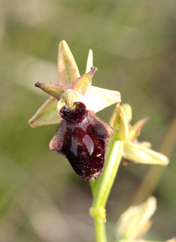 Ophrys incubacea subsp vivarensis (?)