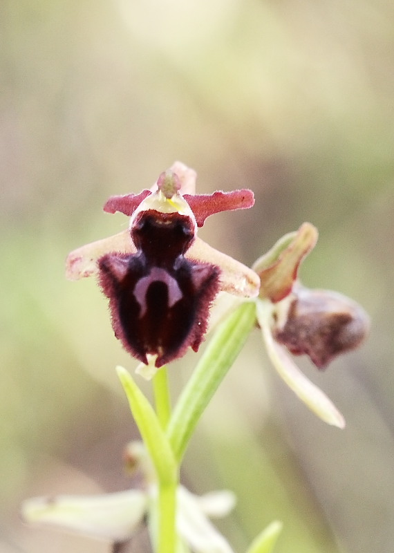 Ophrys incubacea subsp vivarensis (?)