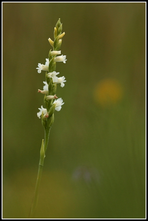 Spiranthes aestivalis