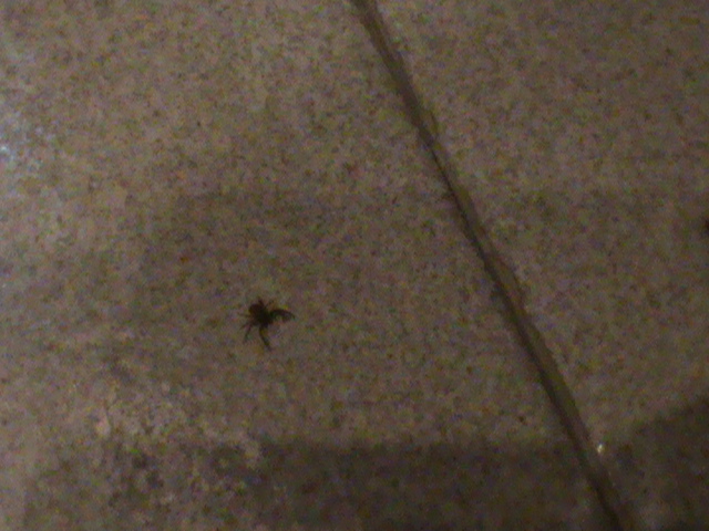 Xysticus sp.