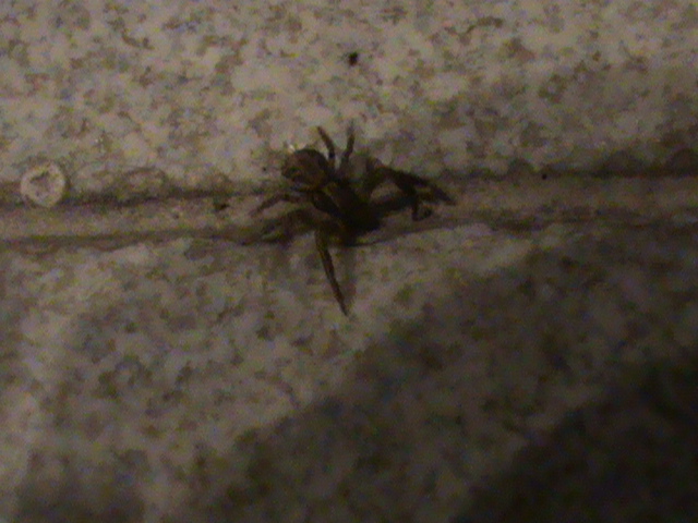 Xysticus sp.