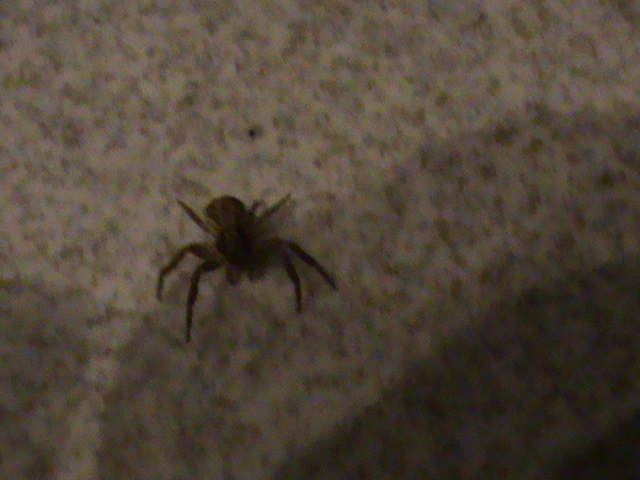 Xysticus sp.