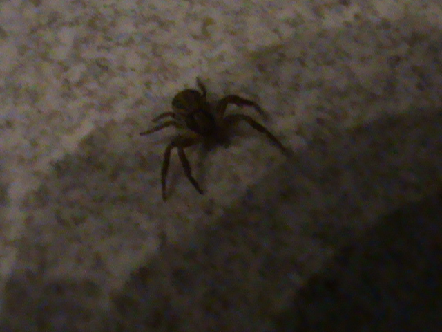 Xysticus sp.
