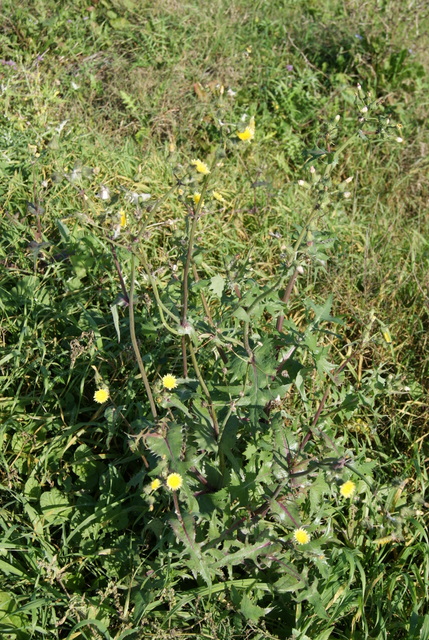 Sonchus oleraceus e S. asper