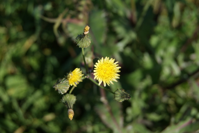 Sonchus oleraceus e S. asper