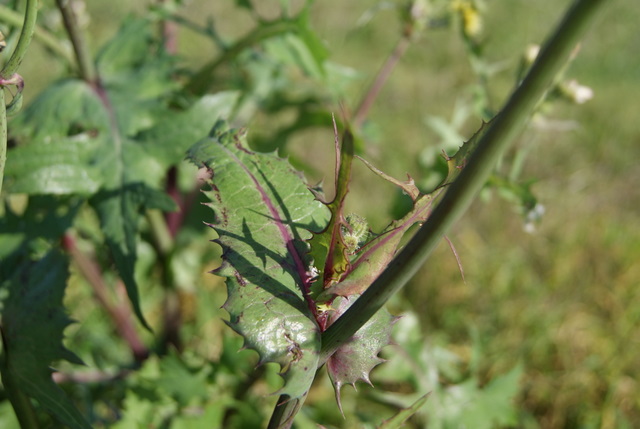 Sonchus oleraceus e S. asper