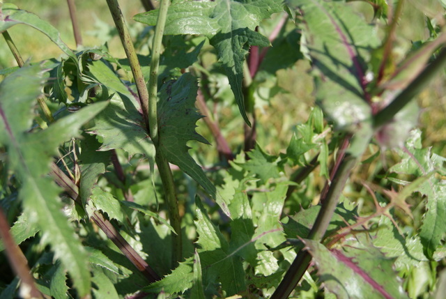 Sonchus oleraceus e S. asper