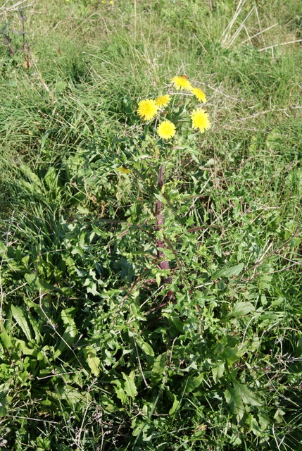 Sonchus oleraceus e S. asper