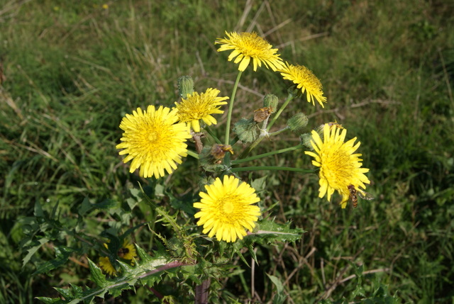 Sonchus oleraceus e S. asper