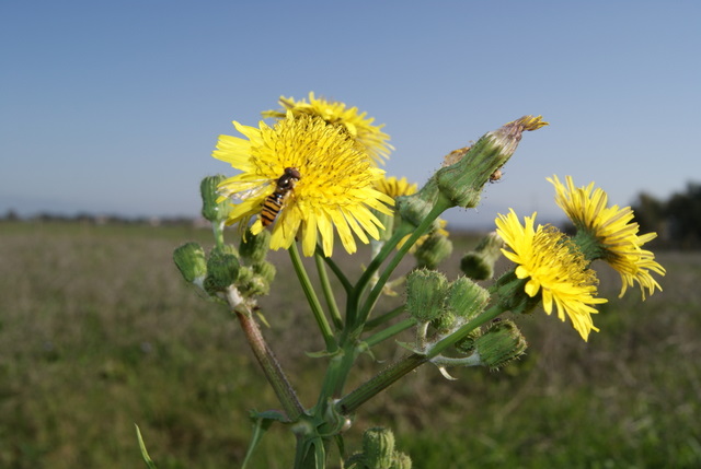 Sonchus oleraceus e S. asper