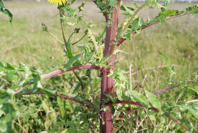 Sonchus oleraceus e S. asper