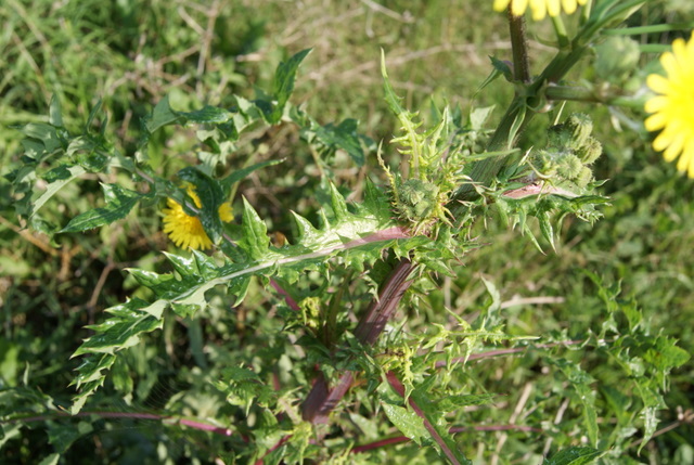 Sonchus oleraceus e S. asper