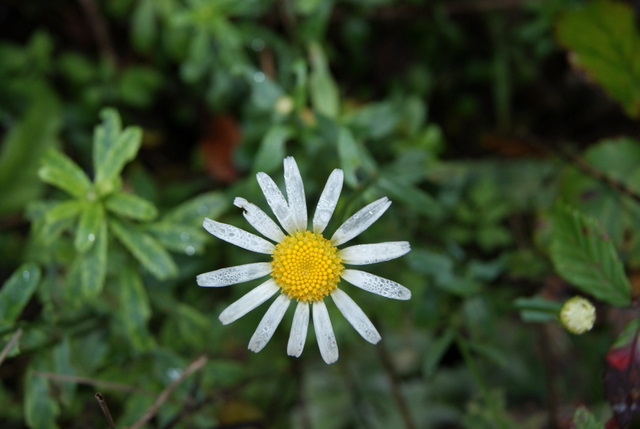 Leucanthemum sp.
