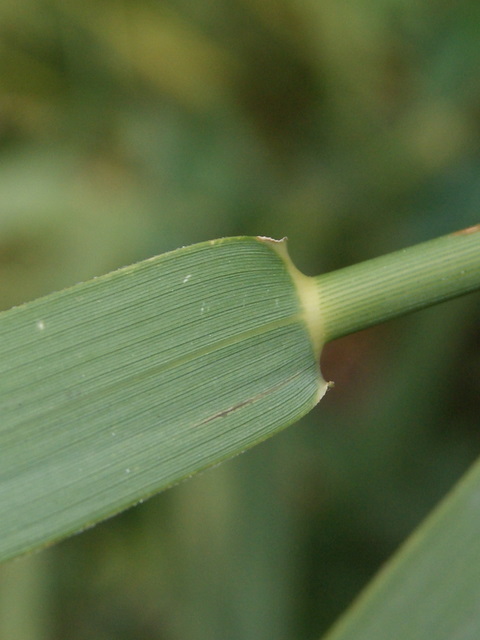 Calamagrostis epigejos ?