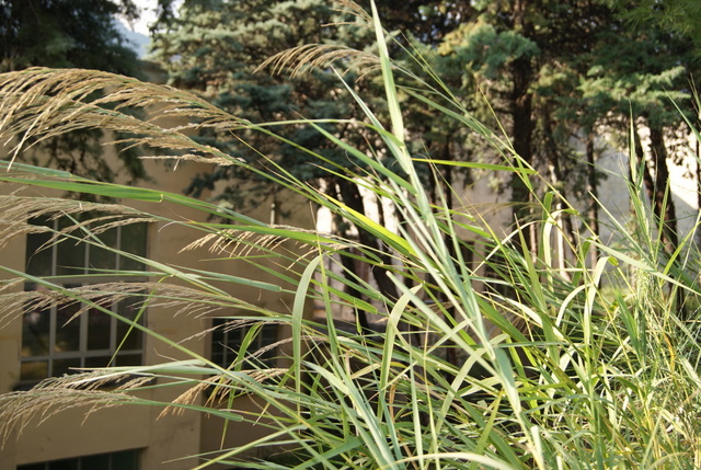 Calamagrostis epigejos ?