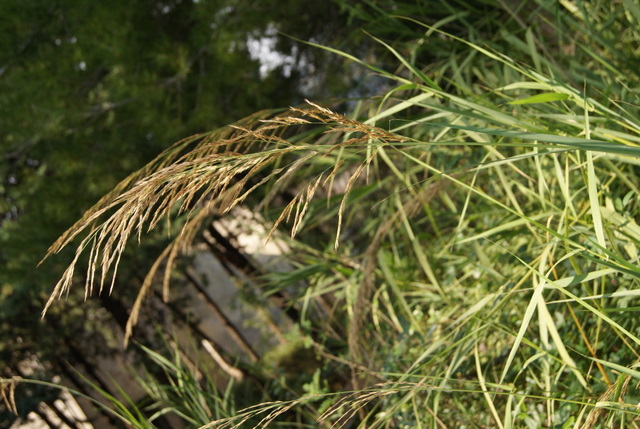Calamagrostis epigejos ?