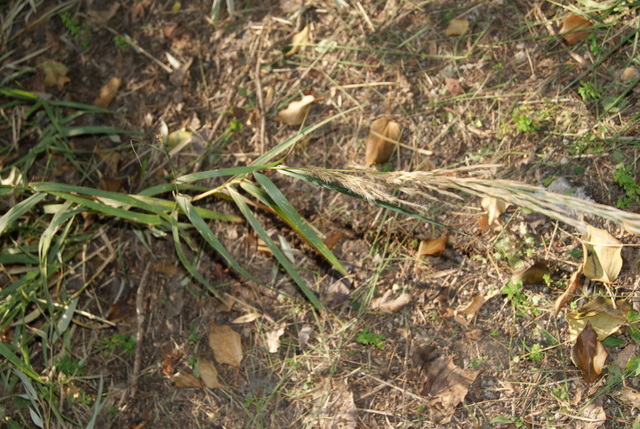 Calamagrostis epigejos ?