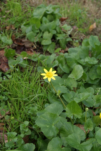Ranunculus ficaria