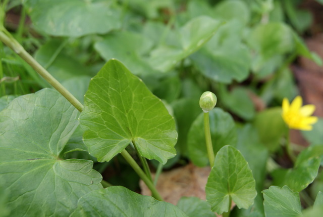 Ranunculus ficaria