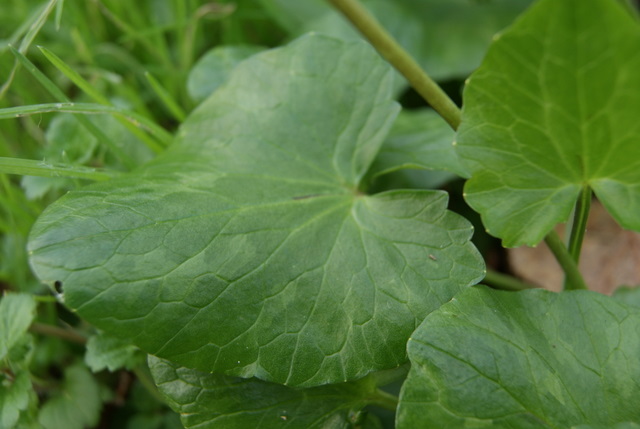 Ranunculus ficaria