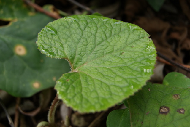 Petasites pyrenaicus (=P.fragrans) / Farfaraccio vaniglione