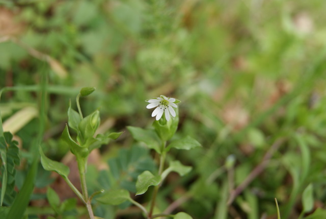 Stellaria media