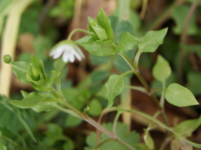 Stellaria media