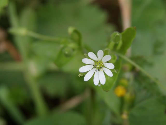 Stellaria media