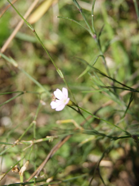 Petrorhagia saxifragra