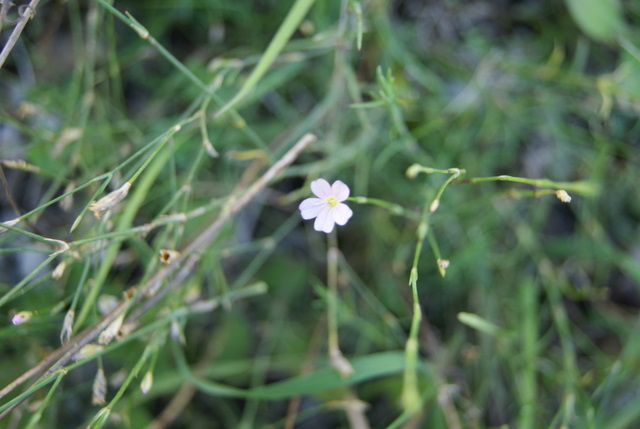 Petrorhagia saxifragra
