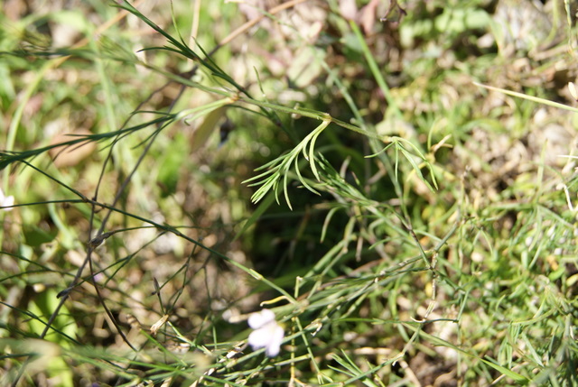 Petrorhagia saxifragra