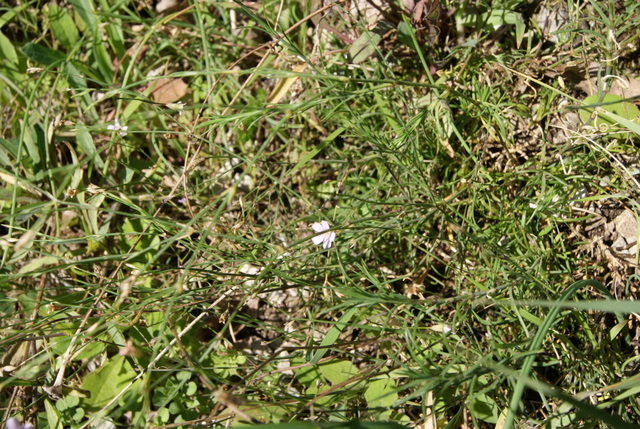 Petrorhagia saxifragra