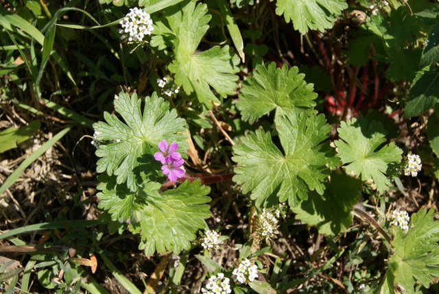 Geranium molle