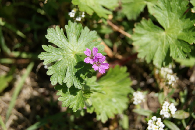 Geranium molle