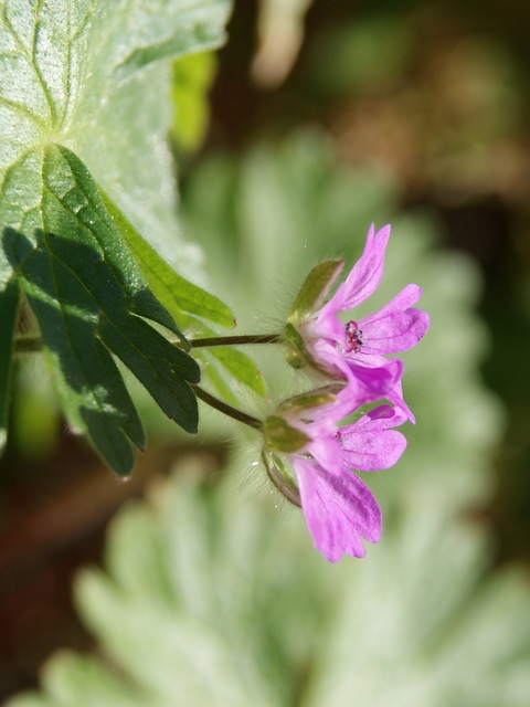 Geranium molle
