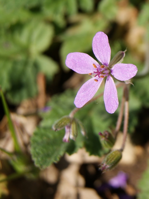 Erodium malacoides?