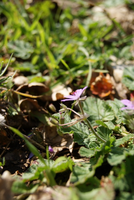 Erodium malacoides?
