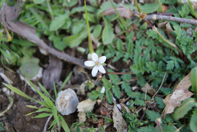 Erodium cicutarium