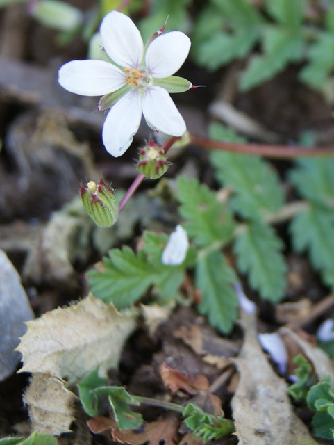 Erodium cicutarium