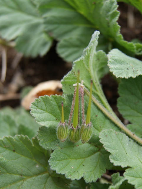 Erodium malacoides?