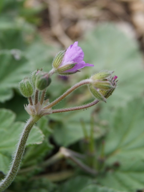 Erodium malacoides?