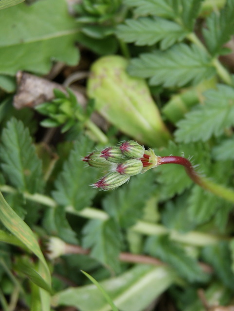 Erodium cicutarium