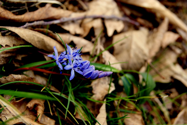 Scilla bifolia