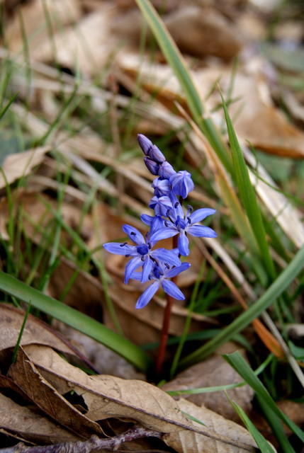 Scilla bifolia