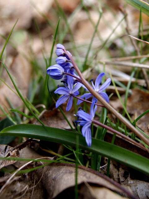 Scilla bifolia